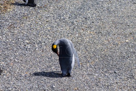 Pingüino rey en la playa de la isla Martillo, Ushuaia. Parque Nacional Tierra del Fuego. Vida silvestre chilena