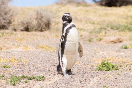 Pingüino magallánico de cerca. Colonia de pingüinos Punta Tombo, Patagonia, Argentina