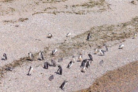 Pingouins de Magellan. Punta Tombo colonie de pingouins, Patagonie, Argentine