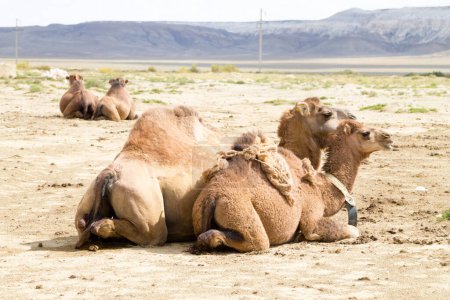Élevage de chameaux à Senek, Mangystau, Kazakhstan. Contexte animal