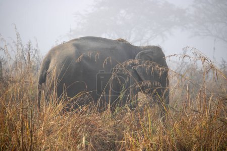 Téléchargez les photos : Au cœur du parc national James Corbett, majestueux et sages, les éléphants tissent des contes de grâce sauvage. Image de haute qualité - en image libre de droit