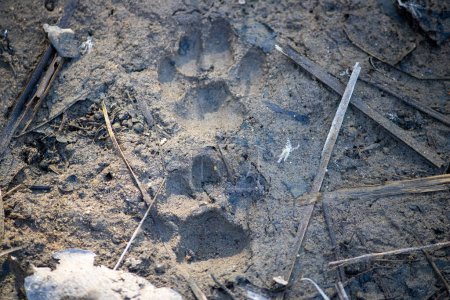 In der Wildnis von Uttarakhand erzählen die zarten Abdrücke tierischer Fußabdrücke die stillen Geschichten des vielfältigen Bildes.