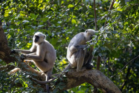 La gracia balística de los monos mientras navegan por los árboles de Uttarakhand. Imagen de alta calidad 