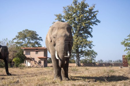 Téléchargez les photos : Paysages de Uttarakhand sur un beau voyage avec des éléphants.Image de haute qualité - en image libre de droit