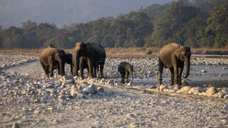 Photo for In the heart of James Corbett National Park, majestic and wise, the elephants weave tales of wilderness grace.High quality image - Royalty Free Image