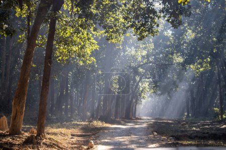 Foto de El bosque cobra vida bajo el abrazo de hermosos días soleados.Imagen de alta calidad - Imagen libre de derechos
