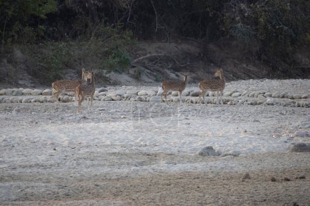  Uttarakhands natural haven, where the graceful views of deer.High quality image