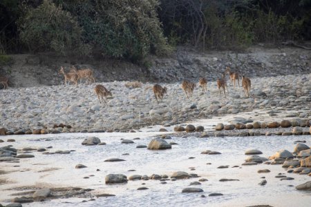 Dehradun, Uttarakhand Indien-17. August 2023- Uttarakhand natürlichen Zufluchtsort, wo die anmutigen Ansichten von Hirschen. Hochwertiges Bild