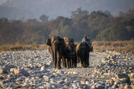 In the heart of James Corbett National Park, majestic and wise, the elephants weave tales of wilderness grace.High quality image