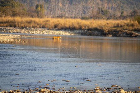 Uttarakhands belleza escénica, leones con gracia cruzando el río.Imagen de alta calidad