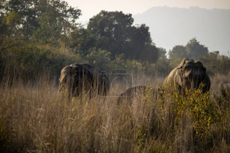 In the heart of James Corbett National Park, majestic and wise, the elephants weave tales of wilderness grace.High quality image