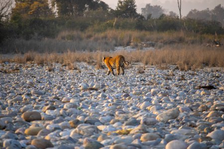 Beauté des lions dans l'Uttarakhand est un voyage impressionnant à travers la nature sauvage indomptée. 