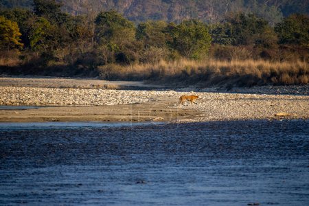 Uttarakhands belleza escénica, leones con gracia cruzando el río.Imagen de alta calidad