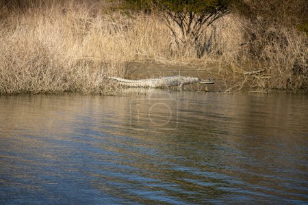 Photo for Silent sentinels of Uttarakhands waterways, crocodiles weave an ancient tale of survival.High quality image - Royalty Free Image
