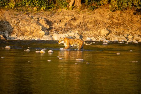 Uttarakhands landschaftliche Schönheit, Löwen anmutig überqueren den Flus.Hochwertiges Bild