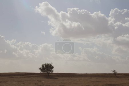 Foto de Un árbol solitario en una zona desértica bajo un cielo cubierto de nubes en el camino a Beer Sheva Israel - Imagen libre de derechos