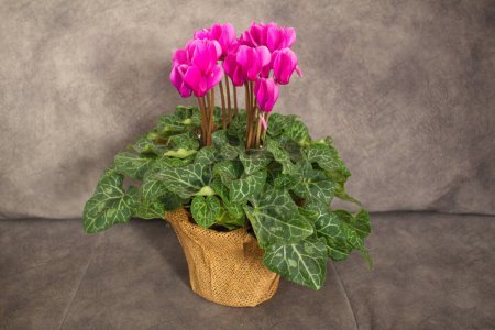Beautiful pink cyclamen with green leaves in a pot on a cloudy gray background