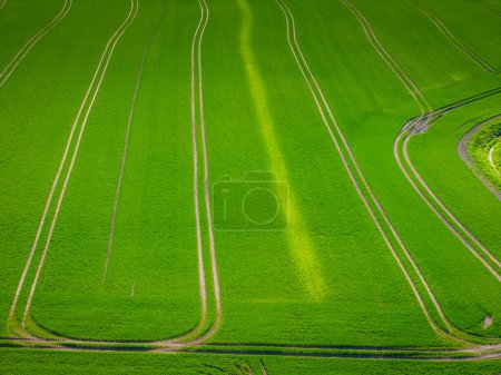Beautiful agricultural landscape of green plants rows in open field with tractor tracks. Aerial drone panoramic photo