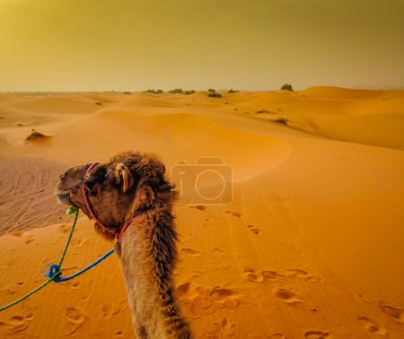 Kamelreiten. Ego-Ansicht der kamelwandernden Sahara-Wüste in Merzouga, Marokko.