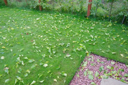 Photo for Autumn leaves fallen from trees on garden lawn UK - Royalty Free Image