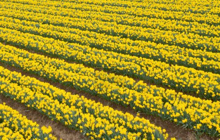 Téléchargez les photos : Daffodil crop in field at a rural agriculture farmland UK - en image libre de droit