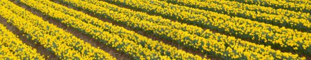 Photo for Daffodil crop in field at a rural agriculture farmland UK - Royalty Free Image
