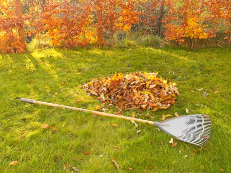 Photo for Garden rake and swept leaves in bin bag on lawn UK - Royalty Free Image