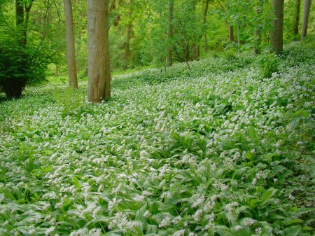 Wild garlic plants in bloom during spring UK