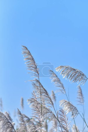 Téléchargez les photos : Champs de fleurs de canne sauvage avec lumière du soleil (Saccharum spontaneum) - en image libre de droit