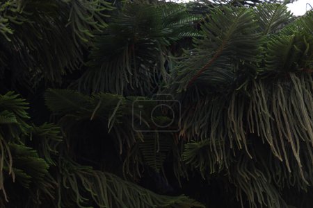Foto de Hojas verdes de araucaria luxurians primer plano - Imagen libre de derechos