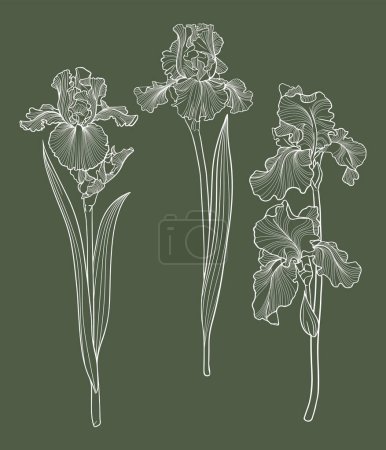 Illustration for Set of iris flowers, floral vector illustration - Royalty Free Image
