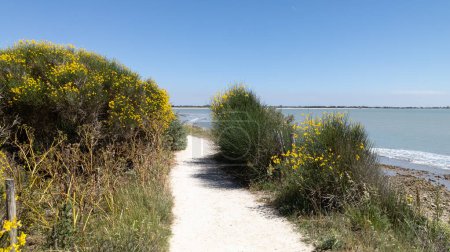 pathway access of sand beach in La Rochelle ocean atlantic coast in France