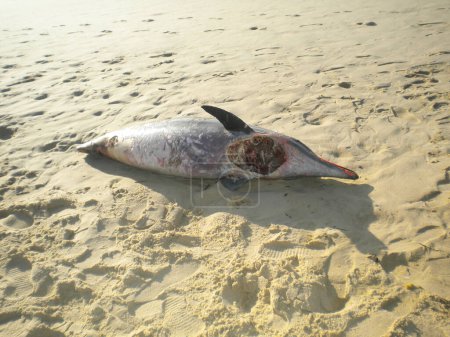 Téléchargez les photos : Mort dauphin cadavre échoué sur la plage français - en image libre de droit