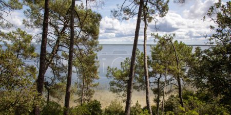 Photo for French lake in dune sand beach Maubuisson Carcans pines trees forest in gironde France - Royalty Free Image