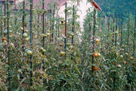 Foto de Plantas de tomate con estacas en un jardín privado - Imagen libre de derechos