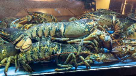 Téléchargez les photos : Multiple live lobsters with claws tied up in a tank in market seafood cuisine - en image libre de droit
