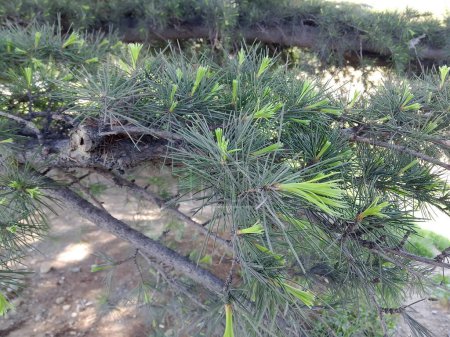 Esta imagen de primer plano muestra las agujas de pino verde exuberante y vibrante de un árbol de coníferas, con un nuevo crecimiento y conos visibles, creando un telón de fondo texturizado y natural.