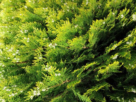 Un denso y texturizado telón de fondo de ramas de árbol de thuja con su característico follaje verde a escala, creando un exuberante tapiz siempreverde de intrincados patrones y belleza natural..