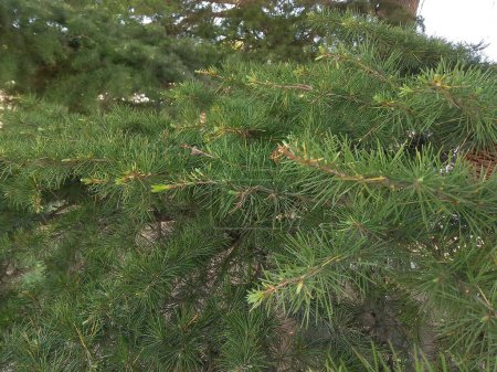 This close-up image showcases the lush, vibrant green pine needles of a coniferous tree, with some new growth and cones visible, creating a textured and natural backdrop.