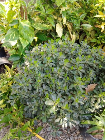 Una vibrante vista de cerca de un racimo de plantas suculentas con hojas regordetas y carnosas en tonos de verde grisáceo y cal brillante, mostrando un intrincado patrón roseta y texturas aterciopeladas.