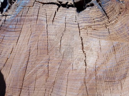 Photo for This photograph showcases the intricate patterns and textures found on the surface of a sawed tree trunk. The varying shades of brown and gray create a visually striking and organic composition, with cracks, grooves, and lines forming an abstract art - Royalty Free Image