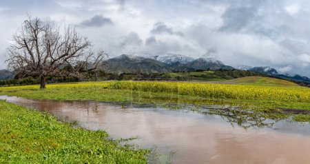 Téléchargez les photos : Montagnes d'Ojai couvertes de neige avec la fonte des neiges galthering comme un étang réfléchissant parmi les fleurs sauvages de moutarde. - en image libre de droit