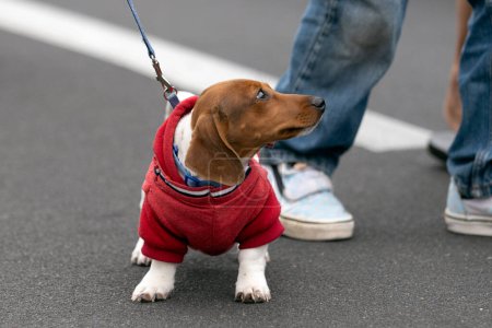Dackelhund der Familie trägt ein Kostüm vom 4. Juli, als er durch die Paradestraße läuft.