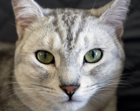 Foto de Whiskers y la cara de egipcio Mau gatito con piel blanca mientras descansa cómodamente. - Imagen libre de derechos