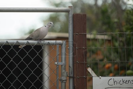 Ring neck dove is comfortably perched on the gate to the ranches chicken coop.