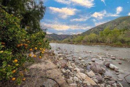 Orangenbäume mit Früchten säumen den Rand des Baches, der mit Regenwasser über die Felsen fließt.