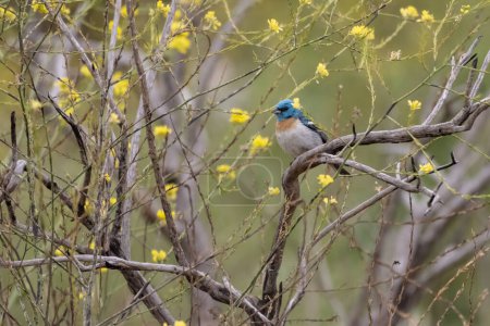 closer view of brightly colored Lazuli Bunting bird perched on a deadwood branch among mustard plants.