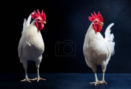 Weiße Hühner, Hühnerfarm, Natur-Stil, Hahn, isoliert auf schwarzem Hintergrund.