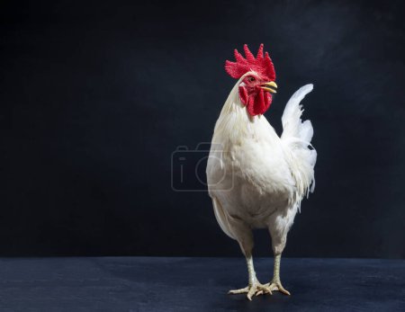Weiße Hühner, Hühnerfarm, Natur-Stil, Hahn, isoliert auf schwarzem Hintergrund.