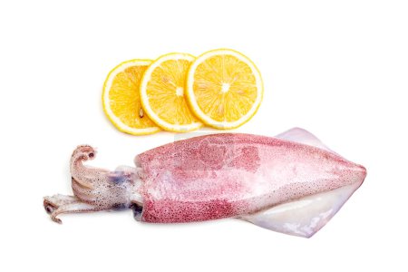 Fresh squid from the natural sea and lemon slices on a white background.